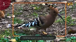 The bird chosen as the symbol of the state of Israel — the Eurasian hoopoe