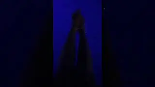 رولا يموت لايف