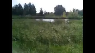 На охоте выстрел утки сукиии