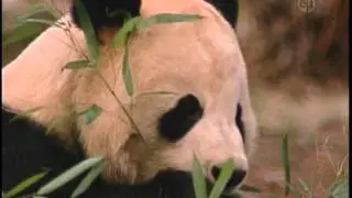 Kid Guides in Spanish Giant Pandas at National Zoo in Washington DC