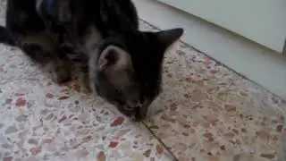 Котик кушает 3