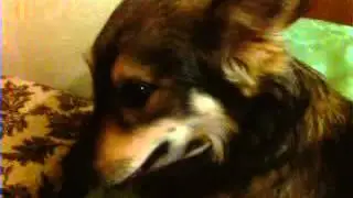 Пёс