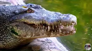 WILD ANIMAL KINGDOM 8K HDR  with Catchy Cinematic Music Colorful Animal Life