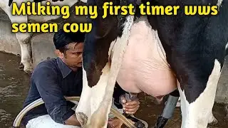 Milking my first timer wws semen cow