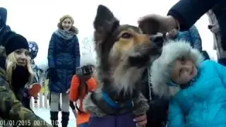 Собаки из приюта. Встреча с #мамлера и #мамоля