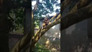 Langutr monkey loves