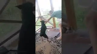 собака-бубака)))