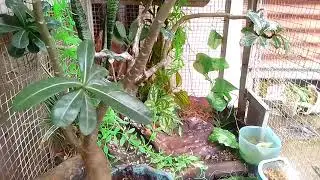 Indah nya aviary mini ku//like