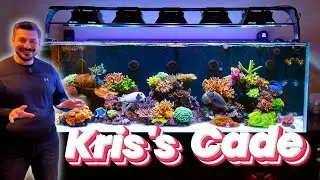 Kris's Cade - Triton Based SPS Stunner!!!