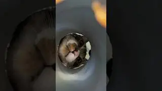 #funnycats 😸😺😽
