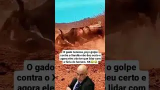 Xandão Gado 2024