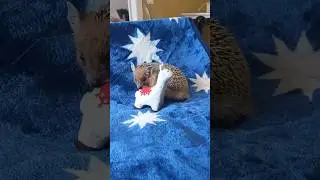 🦔🐾Трям! 🌳