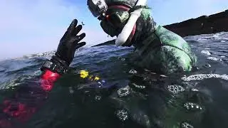 Spearfishing Southern California - Scallops, Uni, and Critters