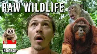 48 HOURS in the JUNGLE | Sumatra, Indonesia [Episode 38]