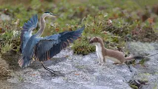 Heron Vs Weasel Fight In The Wild
