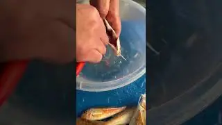 Barbun🐟 