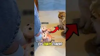 These cats were obsessed with his slippers