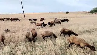 QALA AQOYULARI. SATLIR