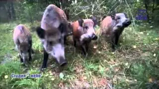 Кабаны на Куршской косе 2015