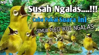 Haya Dalam 1 Menit !! Pleci yang dengar Pasti Langsung Ngalas, pancingan pleci ngalas gacor