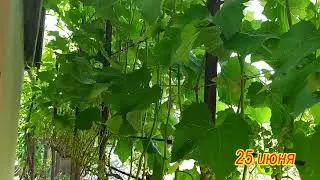 Сорт винограда Юпитер, качество опыления и урожай