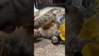 Cat Hugs Bearded Dragon While Sleeping - 1530668