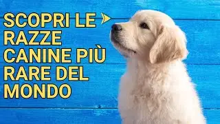 Scopri le razze canine più rare del mondo