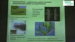 Лекция о коэволюции растений и опылителей