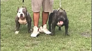 Ruger went to meet his brother Choppo 🦍🦍