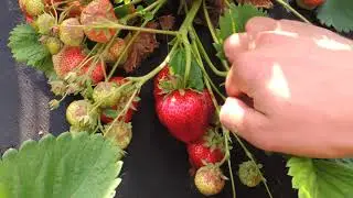 Клубника крупноплодная Кисс Неллис (Чамора Турусси)