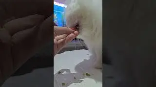 The cute cat is eating peas🥰🐈