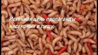 Правда о продвижении насекомых в общепит.