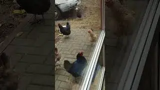 Голодающие куры) С голодного края)) 