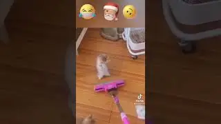 Мемы с котами 2
