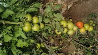 Aşısız torry serasında maliyet, gidişat ve gözlemler