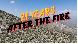 21 years after the Aspen Fire | Mt Lemmon