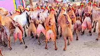 Makkhi Chini Bakre مکھی چینی بکری