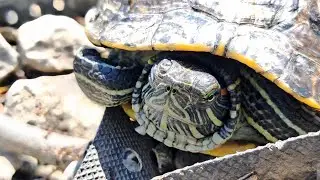 TURTLЕ ВEАСH 4K — КРАСНОУХИЕ ЧЕРЕПАХИ