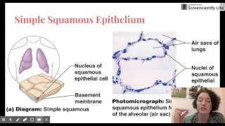 A&P Histology Part 1 - Intro and Epithelium