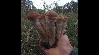 Autumn collection of honey mushrooms. Mushroom season 2021 September.