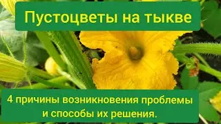 Пустоцветы на тыкве что делать/нет завязей на тыкве /тыква не плодоносит/много пустоцветов на тыкве