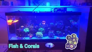 Budget Nano Reef Aquarium Build 20 Gallon Fish and Coral Stock Mixed Reef