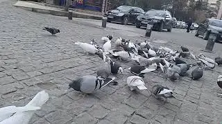 ‎@-earth.plants-animals  Columba livia,wild pigeons/rock doves,pëllumbat e shkëmbit🕊(2)