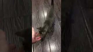 Дрессировка кота. Федя приносит мячик.