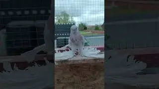 Розовый пискун