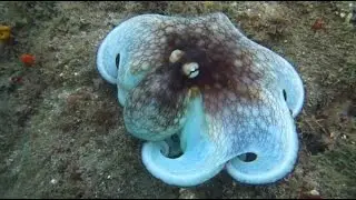 мастер маскировки