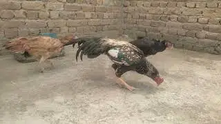 New Aseel Pair Abbottabad