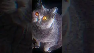 Дымопят|Эдит|Коты воители.