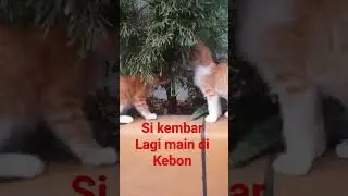 Acil kembar sedang assyik di kebon #triscamchannel #catlover
