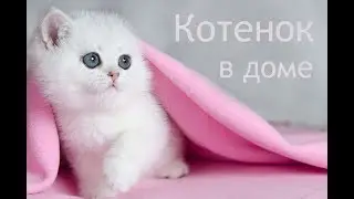 A kitten in the house. Important tips for newbies, a starter kit.
